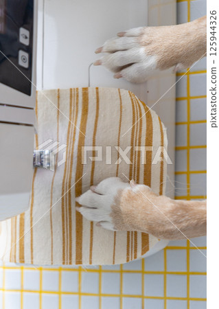 dog sews on a sewing machine with his paws on the machine. 125944326