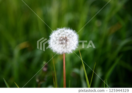 dandelion blossom blow ball taraxacum flower macro detail close dandelion blossom blow ball taraxacum flower macro detail close 125944329