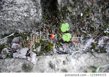Beautiful red and black colored Asian Lady beetle or latin Harmonia axyridis on a green grass leaf in the beautiful morning light, good for multimedia content 125944335