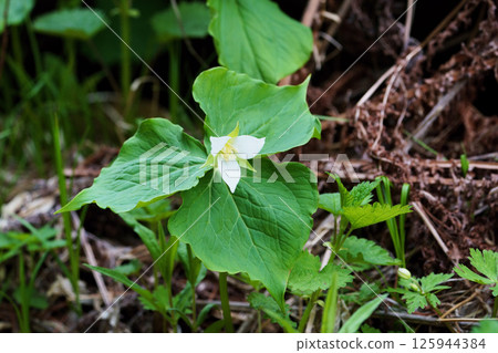 Trillium nigricans "wildflower" Trillium nigricans "wildflower" 125944384