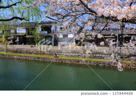 【岡山縣】倉敷美觀地區（國家重要傳統建造物群保存地區）春季櫻花盛開 125944489