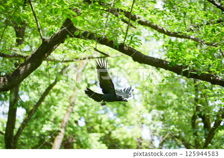 A crow flying leisurely against the backdrop of fresh greenery in the park 125944583