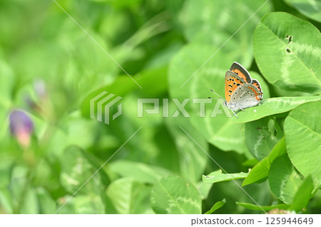 Bennisimi堅持葉子 Bennisimi堅持葉子 125944649