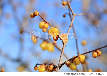 Lobai flower 125944672