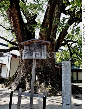 Scenery of Dazaifu Tenmangu 125944700