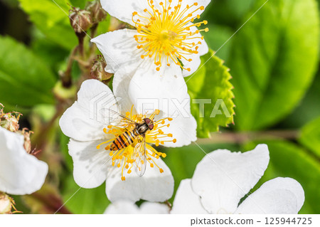 Narrow-headed fly (female) Narrow-headed fly (female) 125944725
