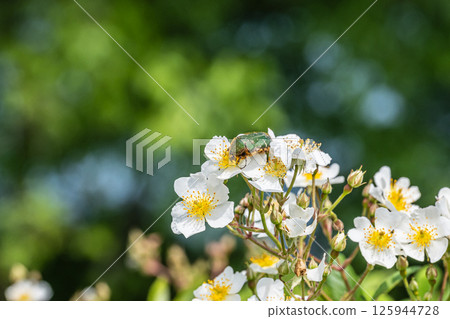 Nami Hanamuguri 125944728