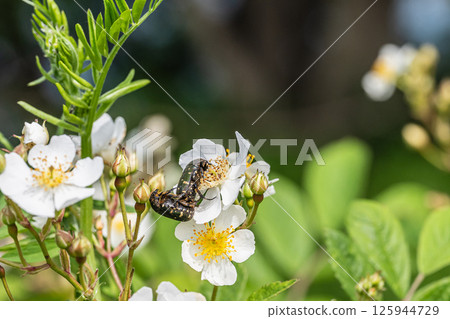 Green flower beetles mating on a flower 125944729