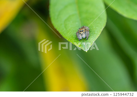 跳蛛（貓蠅） 125944732