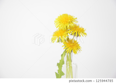 Dandelion flower background material 125944785