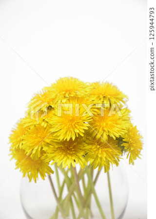 蒲公英花背景資料 125944793