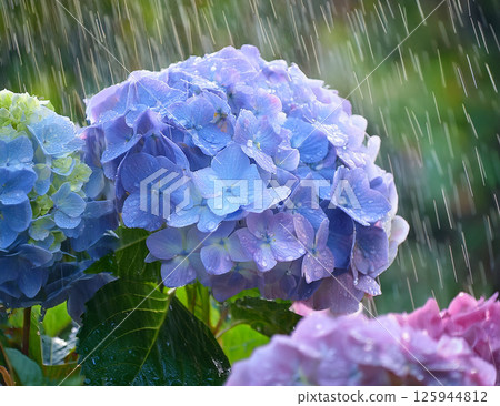 Hydrangea wet in the rain 125944812