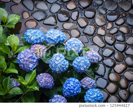 繡球花在雨中濕潤 125944827