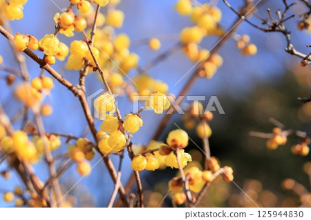 Lobai flower 125944830