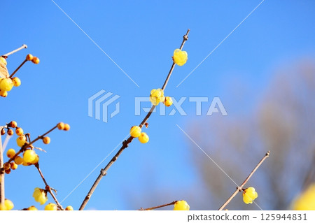 Lobai flower 125944831