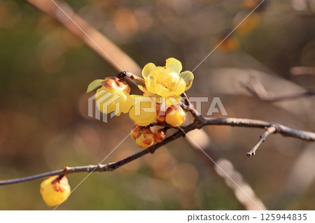 Lobai flower 125944835