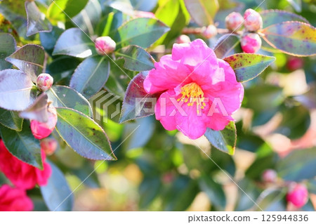 Flowers of Satake flowers 125944836