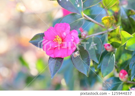 Satake花的花朵 125944837