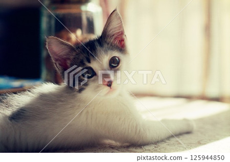 一隻可愛的小貓在房間裡休息。凝視的小貓 125944850