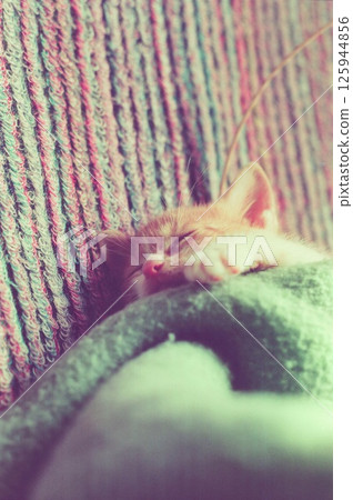 A brown tabby kitten sleeping on the sofa. A kitten sleeping in a blanket, Chichi A brown tabby kitten sleeping on the sofa. A kitten sleeping in a blanket, Chichi 125944856