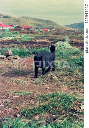A black cat playing outside in a rural setting A black cat playing outside in a rural setting 125945027
