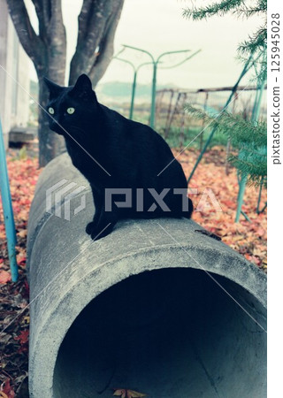黑貓 Kuro-chan 坐在下水道井蓋上 125945028