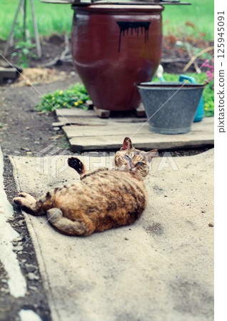 The old country cat, Tora-chan, playing leisurely in the garden The old country cat, Tora-chan, playing leisurely in the garden 125945091
