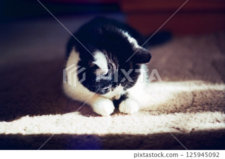 Hana-chan, a blind cat basking in the sun indoors 125945092