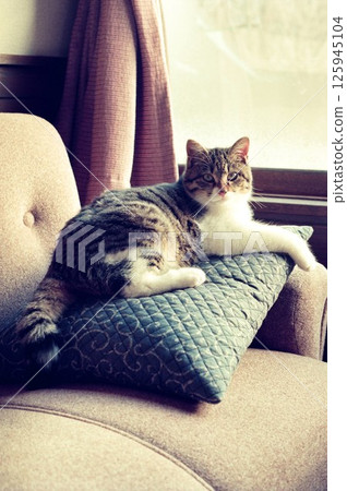 Omochin-chan, a kitten sitting on a sofa by the window and looking at the camera Omochin-chan, a kitten sitting on a sofa by the window and looking at the camera 125945104