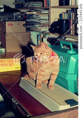 A friendly kitten that was just rescued, a scene with cats A friendly kitten that was just rescued, a scene with cats 125945168