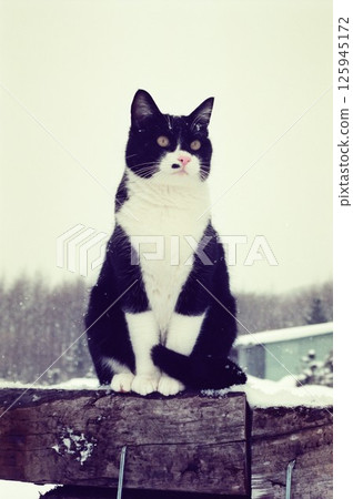 A big, handsome cat named Gin-chan sits on a railroad tie screen and keeps watch. 125945172