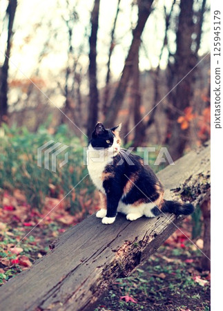 Chaco，一隻坐在大木板上的花斑貓 125945179