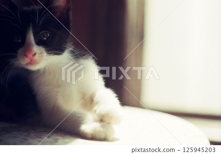 Kitten playing on the table Kitten playing on the table 125945203