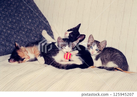 Four kittens playing on the sofa Four kittens playing on the sofa 125945207