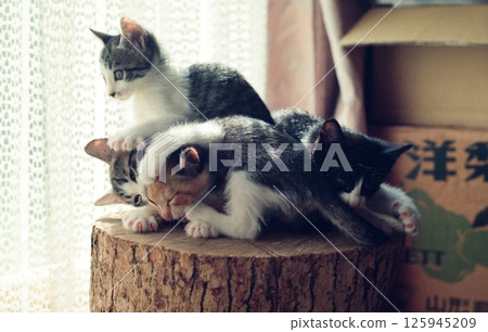 Four kittens playing on a stump Four kittens playing on a stump 125945209