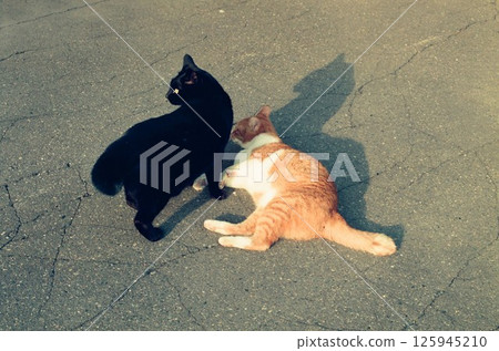 Two cats, Kuro-chan and Chichi, playing in the square 125945210