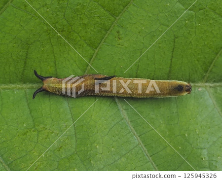 The larva of the Ishigaki butterfly 125945326