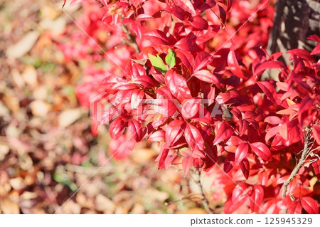 Autumn leaves: Otafuku Nandina leaves Autumn leaves: Otafuku Nandina leaves 125945329