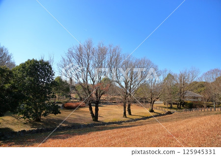 Winter park: Deciduous trees waiting for spring Winter park: Deciduous trees waiting for spring 125945331