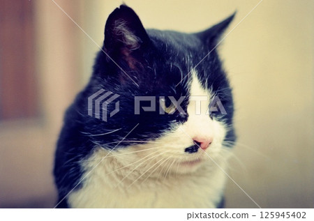 Close-up of a black and white cat's face, a staring calico cat, and former boss cat Kurobei-chan Close-up of a black and white cat's face, a staring calico cat, and former boss cat Kurobei-chan 125945402