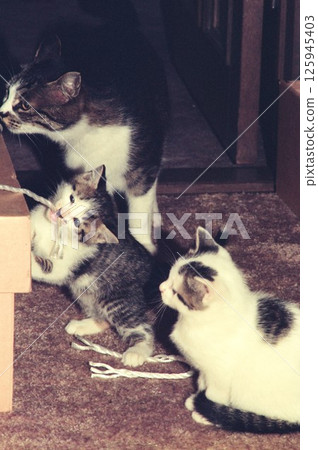 Two kittens and their mother playing with packing string Two kittens and their mother playing with packing string 125945403