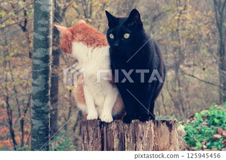 Two cats, Kuro-chan and Chichi, sitting on a stump in a forest of autumn leaves 125945456