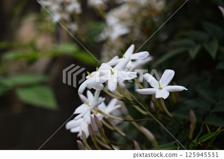 Jasmine in my home 2025 Jasmine in my home 2025 125945531