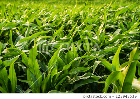 Vibrant green cornfield with dense young maize plants under summer sunlight 125945539