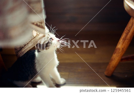 A kitten sitting on a wooden board and looking up A kitten sitting on a wooden board and looking up 125945561