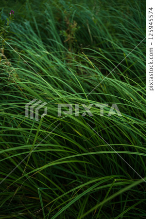 Wild tall grass swaying in natural breeze on a green overgrown meadow Wild tall grass swaying in natural breeze on a green overgrown meadow 125945574