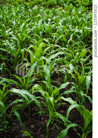 Young corn seedlings growing in rows on rich black soil during early summer season Young corn seedlings growing in rows on rich black soil during early summer season 125945615