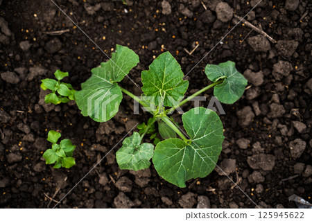 Young pumpkin plant with broad green leaves growing in dark fertile garden soil Young pumpkin plant with broad green leaves growing in dark fertile garden soil 125945622