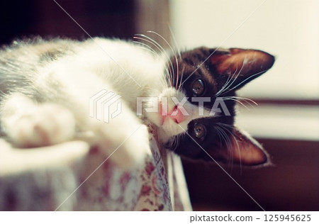 一隻棕色的小貓躺在桌子上 125945625