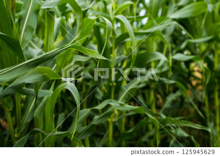Corn leaves in natural green tones captured from side angle in dense crop plantation Corn leaves in natural green tones captured from side angle in dense crop plantation 125945629